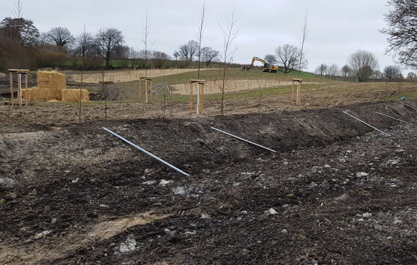 NETTELSEE-KLEIN BARKAU, Ausgleichspflanzungen für das LBV-SH Rendsburg